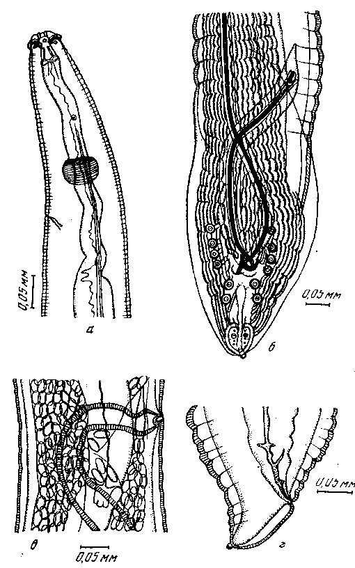 Cyrnea (Procyrnea) spinosa (Gendre, 1922) Chabaud, 1958 (по Курашвили, 1941)