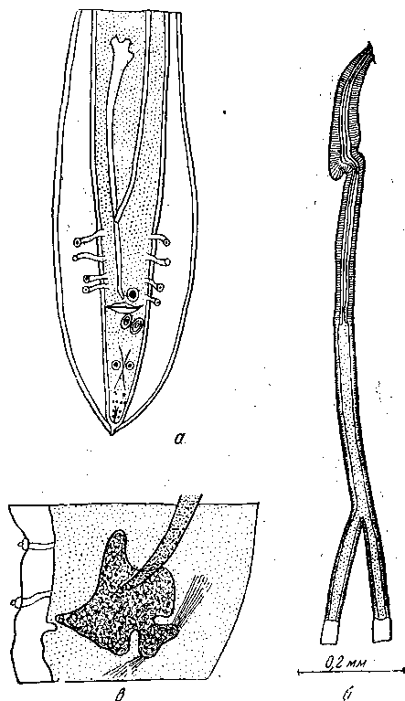 Cyrnea (Procymea) tulostoma (Hemprich et Ehrenberg, 1866) Chabaud, 1958 (по Сера, 1914)