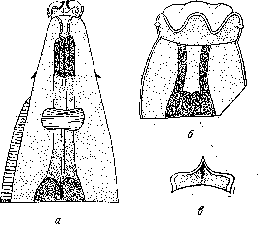 Cyrnea (Procyrnea) tulostoma (Hemprich et Ehrenberg, 1866) Chabaud, 1958 (по Сера, 1914)
