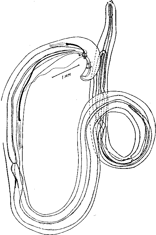Cyrnea (Procyrnea) uncinipenis (Molin, 1860) Chabaud, 1958
