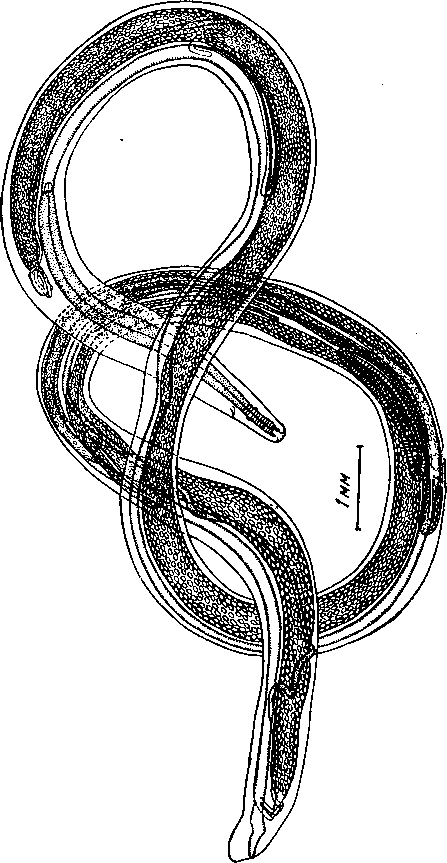 Cyrnea (Procyrnea) uncinipenis (Molin, 1860) Chabaud, 1958 (по Фрейтасу и Ленту, 1947)