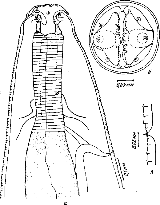 Cyrnea (Procyrnea) uncinipenis (Molin,1860) Chabaud, 1958 (по Фрейтасу и Ленту, 1947)