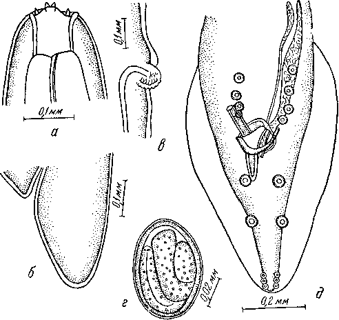 Spirura rytipleurites rytipleurites (Deslongchamps, 1824) (по Стефанскому, 1934)