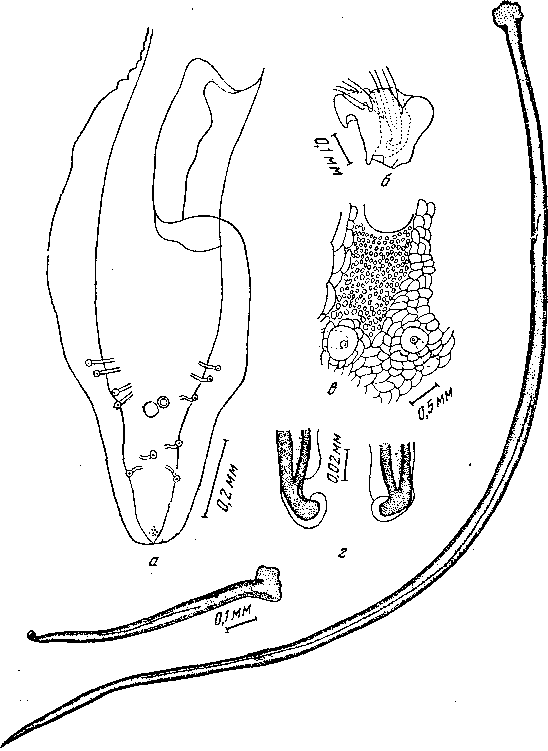 Cyrnea (Procyrnea) uncinipenis (Molin, 1860) Cbabaud, 1958 (по Фрейтасу и Ленту, 1947)