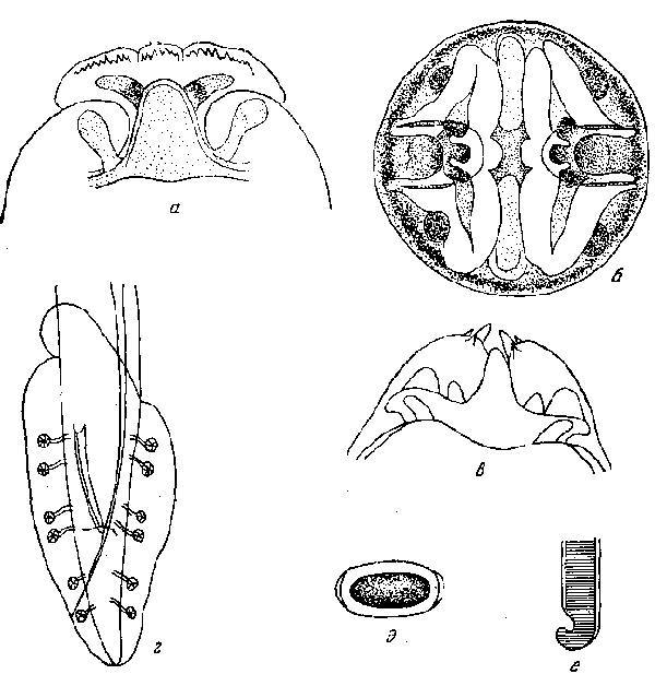 Cyrnea (Procyrnea) uncinipenis (Molin, 1860) Chabaud, 1958 (a— в, по Драше, 1884; г — e, по Линстову, 1899)