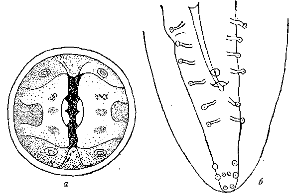 Cyrnea (Procymea) unilateralis (Molin, 1860) Chabaud, 1958 (по Драше, 1884)