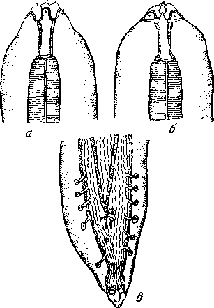 Cyrnea (Procymea) urophasiana (Wehr, 1931) Chabaud, 1958 (по Уэрру, 1931)