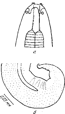 Cyrnea paraleptoptera (Johnston et Mawson, 1941) (по Джонстону и Маусон, 1941)