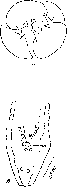 Excisa dentifera (Johnston et Mawson, 1941) Chabaud, 1958 (по Джонстону и Маусон, 1941)