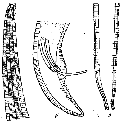 Spirura rytipleurites rytipleurites (Deslongchamps, 1824)