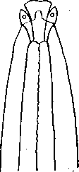 Hadjelia annulata Harwood, 1933 (по Гарвуду, 1933)