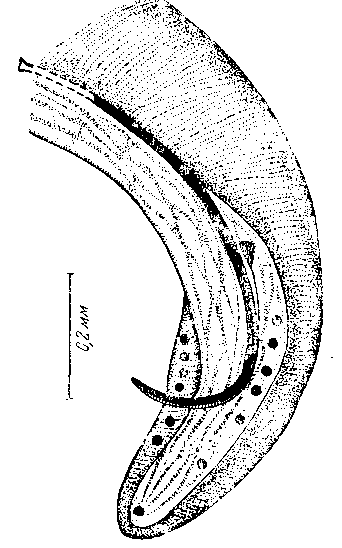 Hadjelia coragypis Sandground, 1929 (по Сэндграунду, 1929)