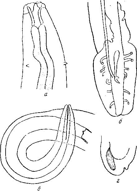 Hadjelia curvata Vaz et Pereira, 1935 (по Вазу и Перейре, 1935)