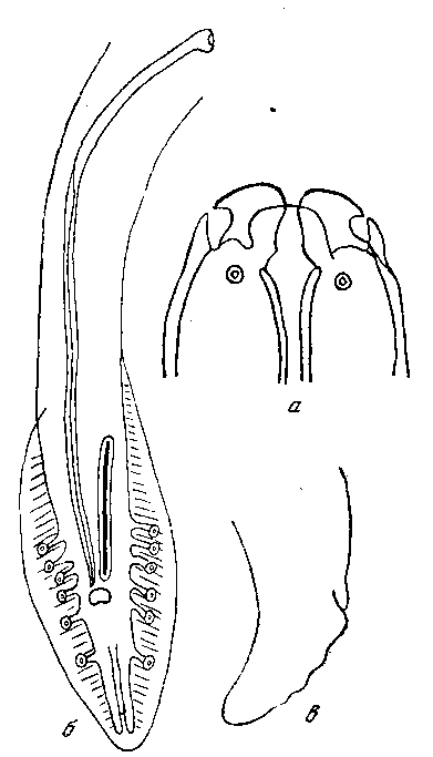 Hadjelia truncata (Creplin, 1825) (a —. б —по Мюллеру, 1897; в—по Шандру, 1923)