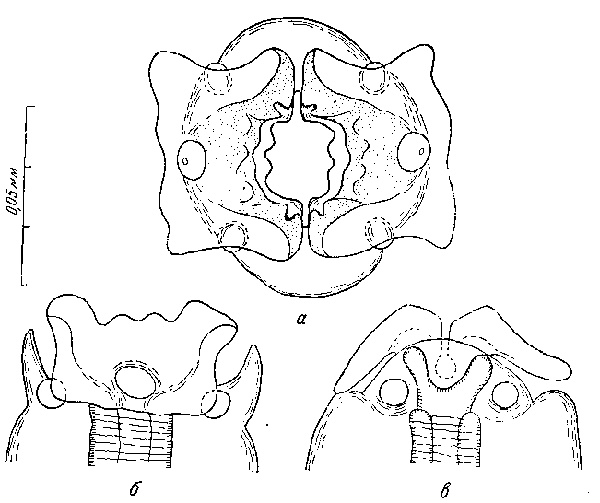 Hadjelia truncata (Creplin, 1825) (по Шабо и Кампана, 1950)