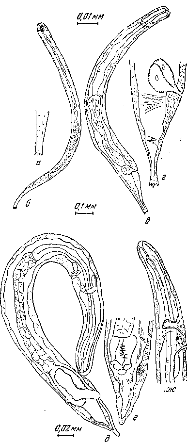 Hadjelia truncata (Greplin, 1825) (по Жабо, 1954)