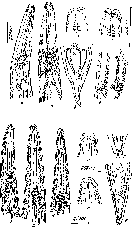 Hadjelia truncata (Creplin, 1825) (по Шабо, 1954)