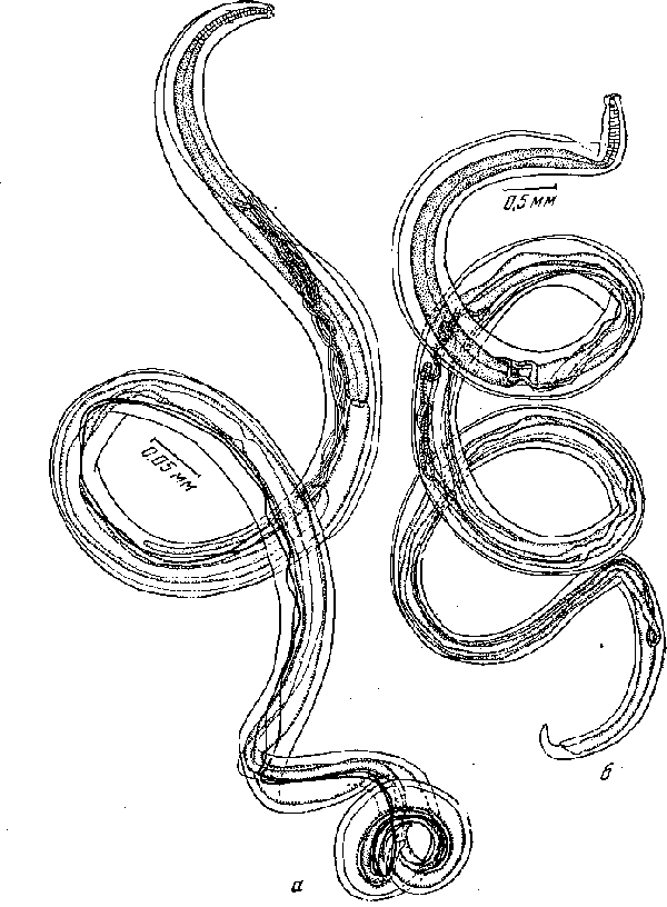 Odontospirura alata (Zschokke, 1899) Wehr, 1933 (по Фрейтасу и Ленту, 1947)