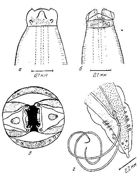 Odontospirura alata (Zschokke, 1899) Wehr, 1933 (по Уэру, 1933)