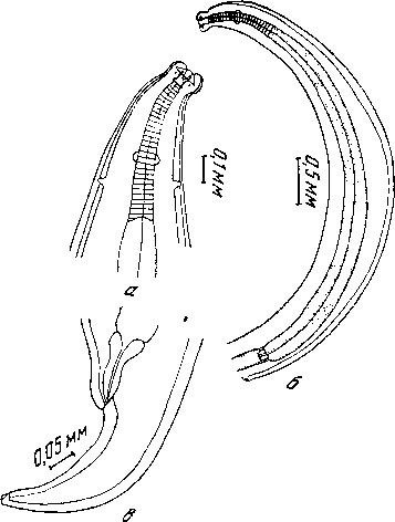 Odontospirura alata (Zschokke, 1899) Wehr, 1933 (по Фрейтасу и Ленту, 1947)