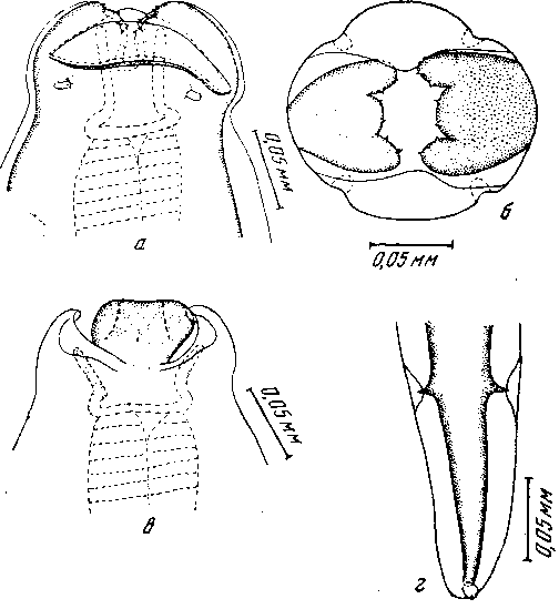 Odontospirura alata (Zschokke, 1899) Wehr, 1933 (по Фрейтасу и Ленту, 1947)