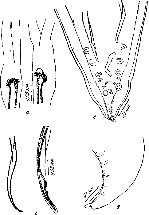 Odontospirura alata (Zschokke, 1899) Wehr, 1933 (по Фрейтасу и Ленту, 1947)