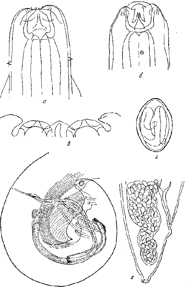 Sicarius dipterum (Popowa, 1927) Li, 1934 (по Поповой, 1927)
