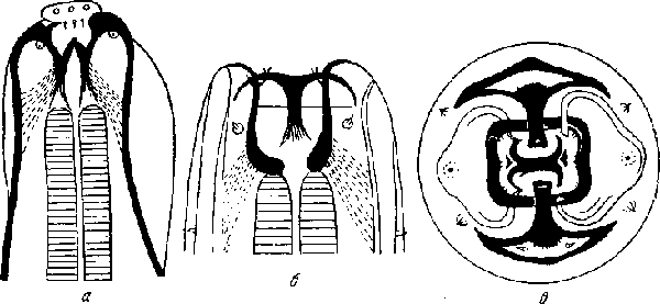 Spiruracerca zapi Erickson, 1938 (по Эриксону, 1938)