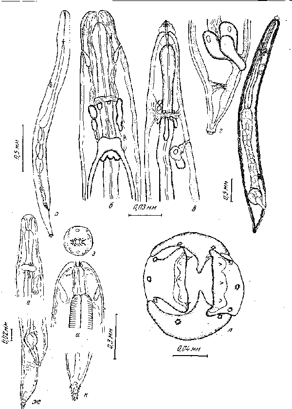 Sicarius dipterum (Popowa, 1927) Li, 1934 (по Шабо, 1954)