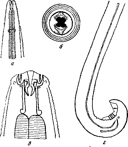 Habronema muscae (Carter, 1861) (по Йорку и Мэплстону, 1926)