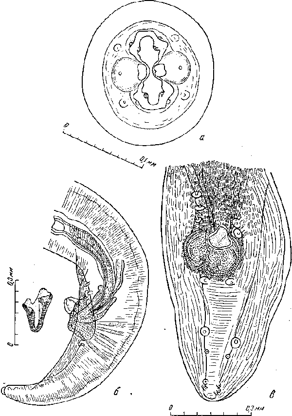 Spirura rytipleurites seurati Chabaud, 1954 (по Шабо, 1954)