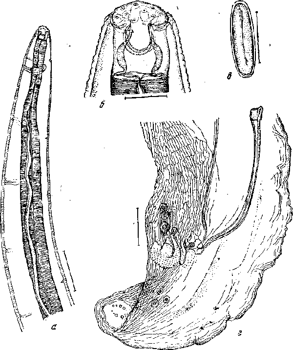 Habronema muscae (Carter, 1861) (по Горшкову, 1948)
