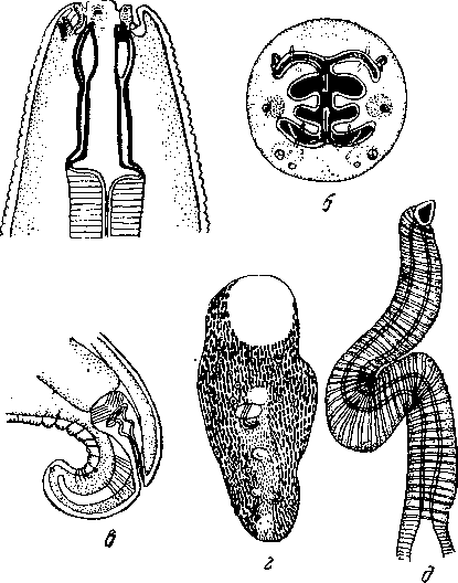 Habronema clarki (Foster et Chitwood, 1937) (по Фостеру и Читвуду, 1937)