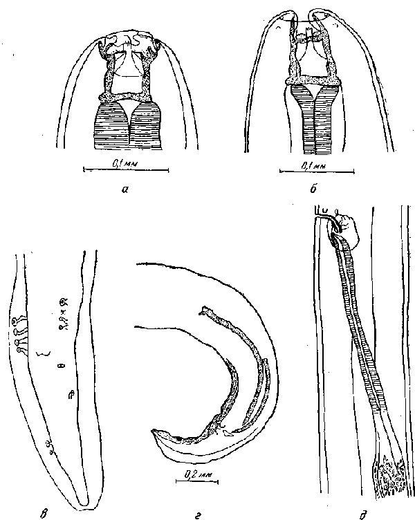 Habronema microstoma microstoma (Schneider, 1866) (по Тейлер, 1923)