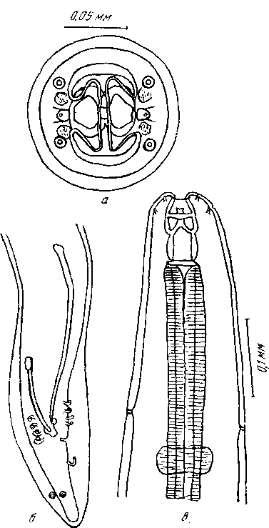 Habronema microstoma microstoma (Schneider, 1866) (по Ямагути, 1943)