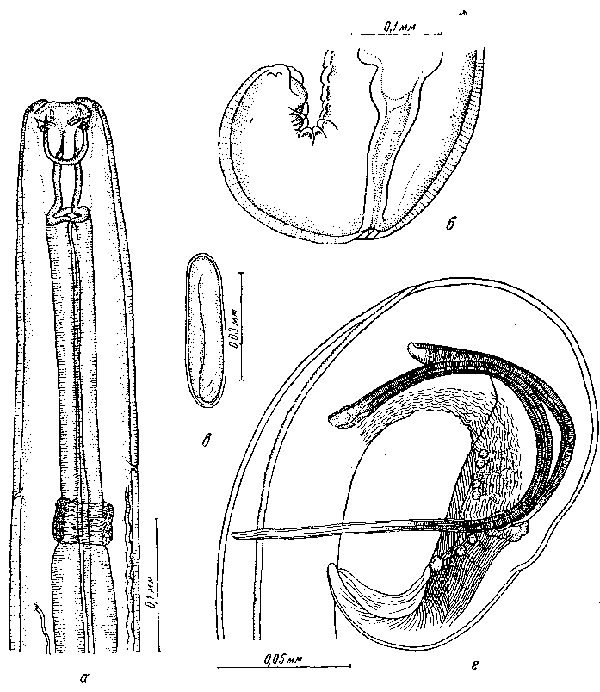 Habronema microstoma microstoma (Schneider, 1866) (по Горшкову, 1946)