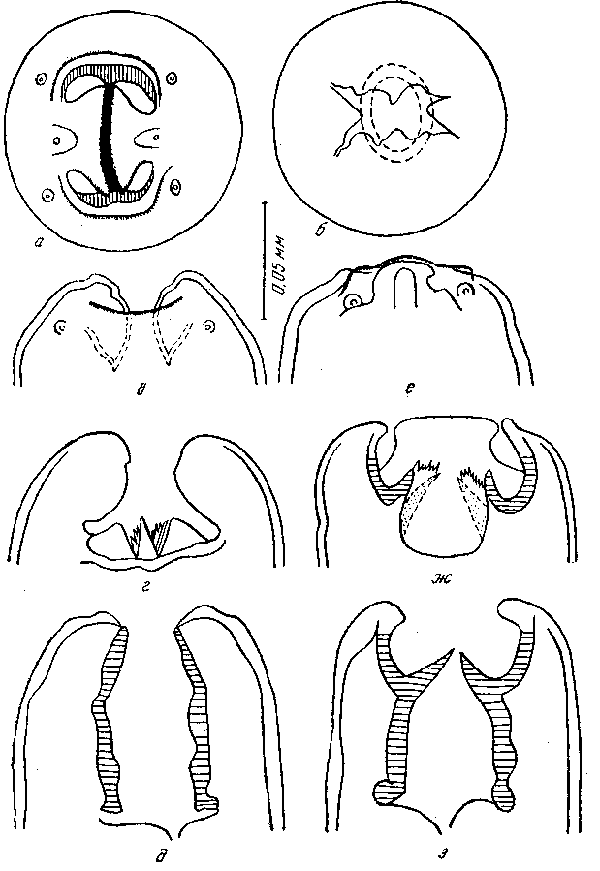 Habronema microstoma microstoma (Schneider, 1866) (по Шабо, 1958)
