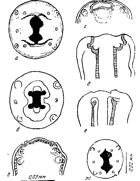 Habronema microstoma microstoma (Schneider, 1866) (по Шабо, 1958)