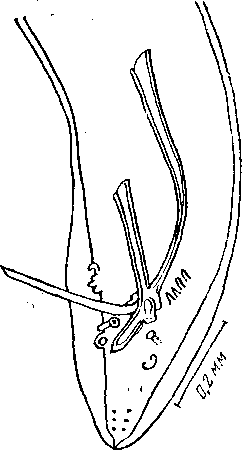 Habronema tyosenense Yamaguti, 1943 (по Ямагути, 1943)