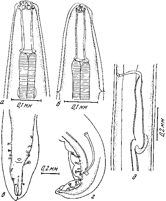 Habronema zebrae Theiler, 1923 (по Тейлер, 1923)