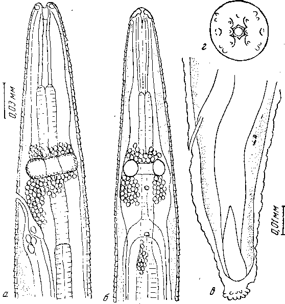 Habronema sp. Chabaud, 1954 (по Шабо, 1954)
