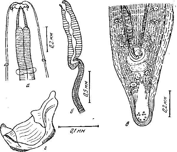 Chitwoodspirura wehri Chabaud et Rousselot, 1956 (по Шабо и Руссело, 1956)