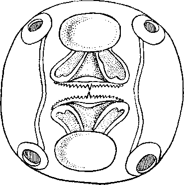 Chitwoodspirura serrata (Linstow, 1907) Chabaud, 1958 (по Линстову, 1907)