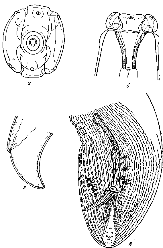 Drascheia megastoma (Rudolphi, 1819) (по Скрябину и Ершову, 1933)