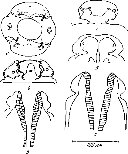 Drascheia megastoma (Rudolphi, 1819) (по Шабо, 1958)