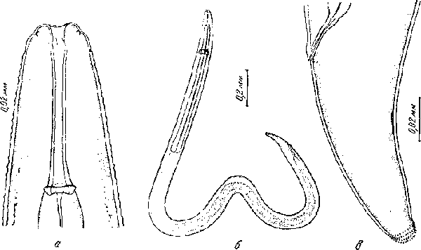 Drascheia megastoma (Rudolphi, 1819) (по Горшкову, 1946)