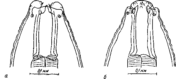 Gendrespirura hamospiculata (Neveu-Lemaire, 1927) (по Бэйлису, 1931)
