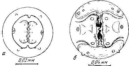 Gendrespirura hamospiculata (Neveu-Lemaire, 1927) (по Шабо, 1956)