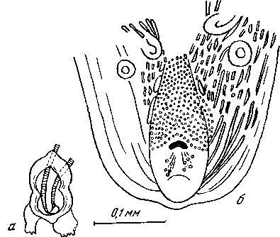 Gendrespirura hamospiculata (Neveu-Lemaire, 1927) (по Шабо, 1958)