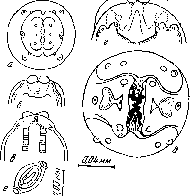Gendrespirura hamospiculata (Neveu - Lemaire, 1927) (по Шабо, 1958)